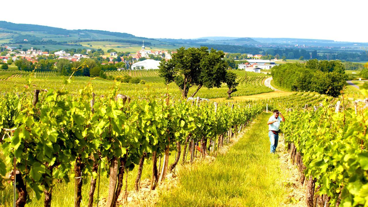 Iby-Lehrner Wein-Gut Und Wein-Traeumerei Horitschon Εξωτερικό φωτογραφία